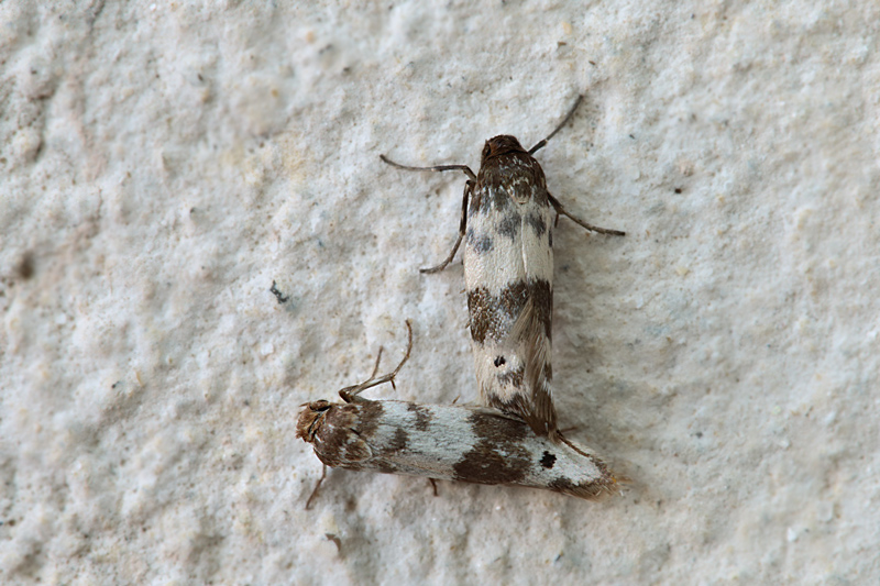 Coppia di Enolmis sp. - Scythrididae